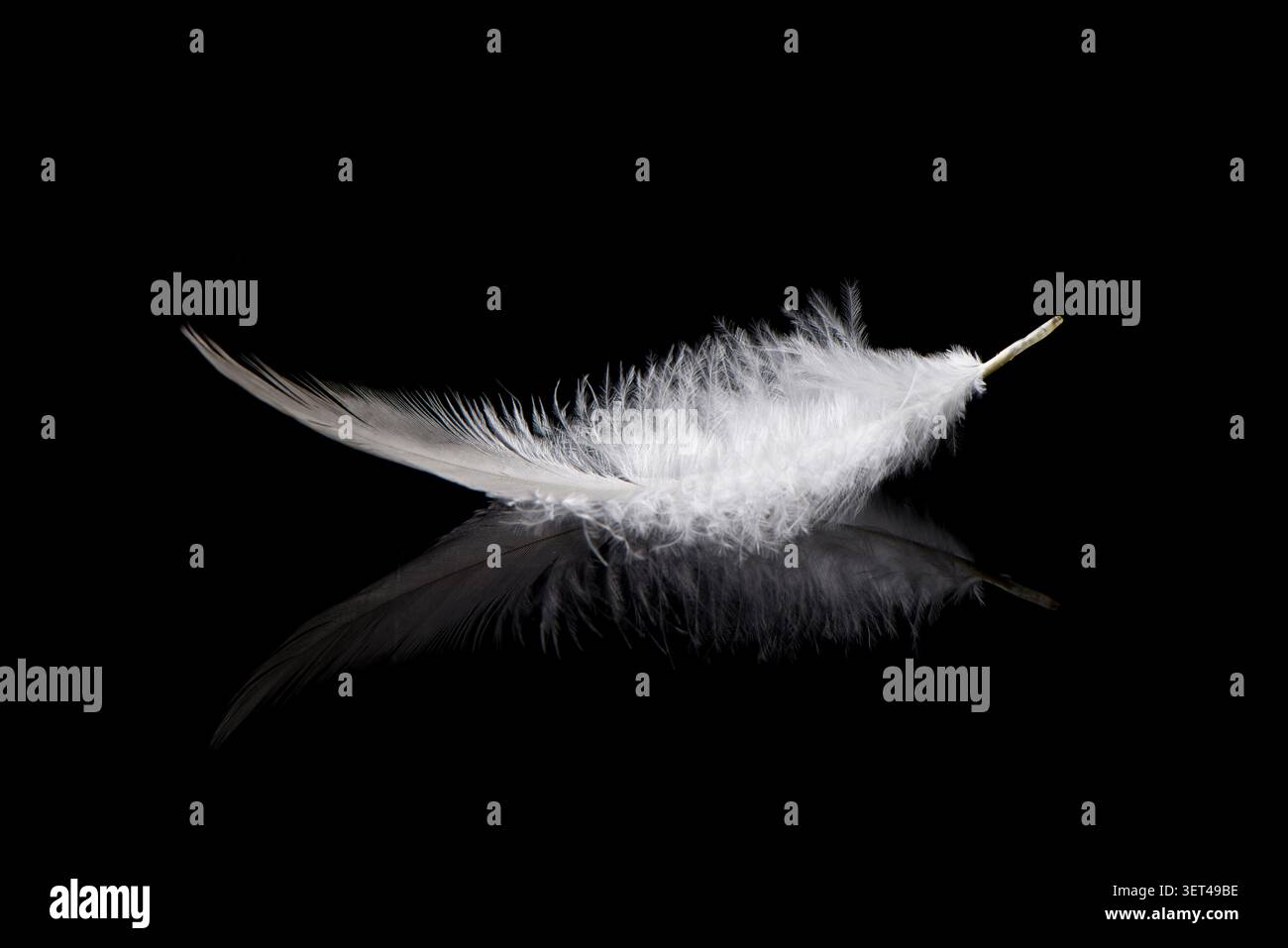 Delicate white feather reflecting light on a dark smooth surface creating a minimal composition Stock Photo