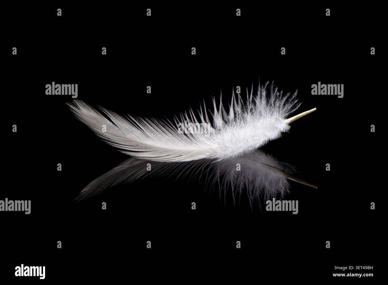 Delicate white feather reflecting light on a dark smooth surface creating a minimal composition Stock Photo