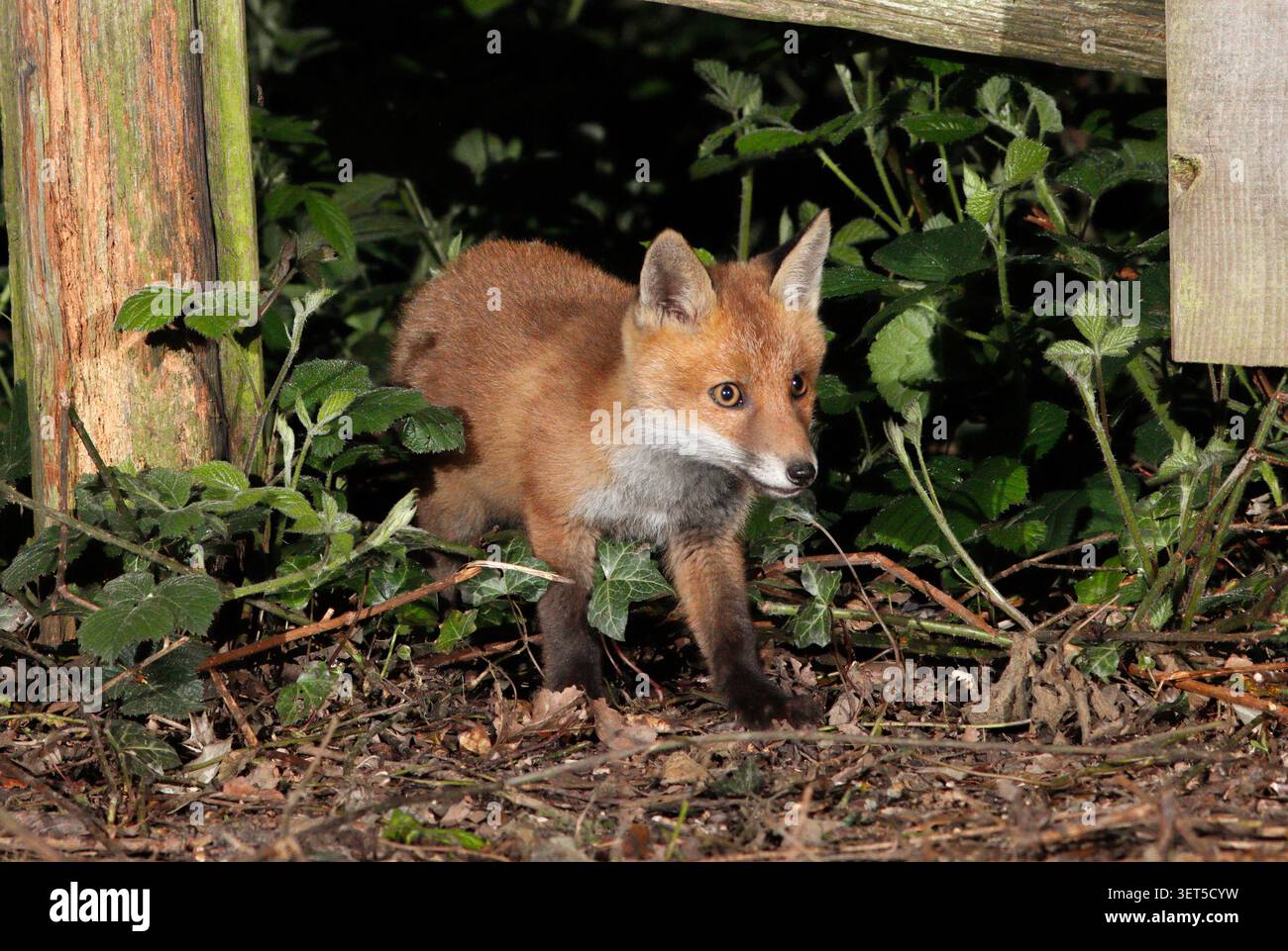 FOX cub exploring at night, UK. Stock Photo