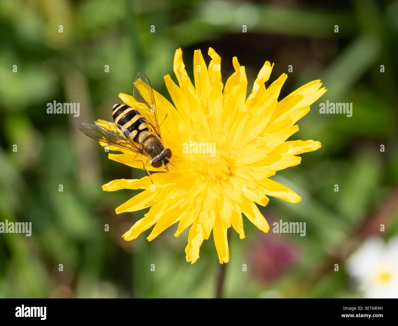 Bio Diversity - Volucella zonaria - Large Hoverfly on Yellow Flower. High quality photo Stock Photo