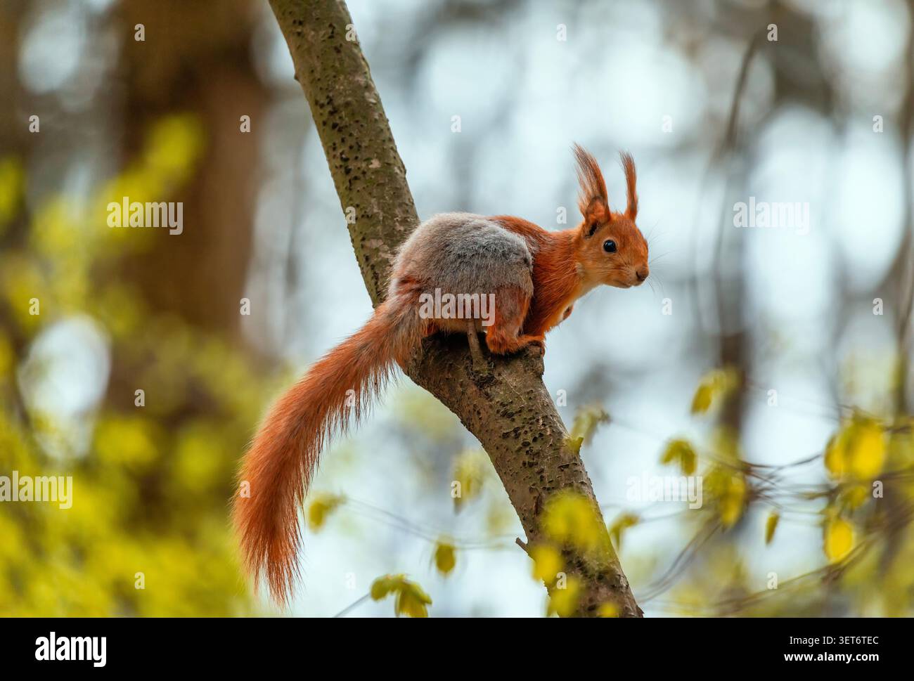 A cute fluffy squirrel sits on a tree with its red tail dangling in a sunny spring park. Stock Photo