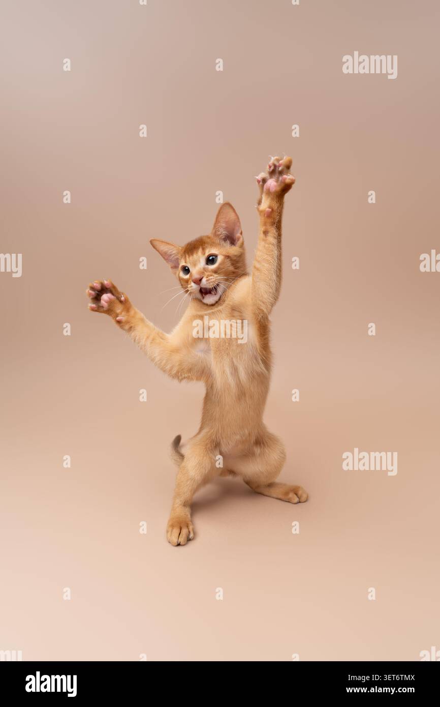 abyssinian kitten playing making funny moves on neutral studio background with copy space Stock Photo