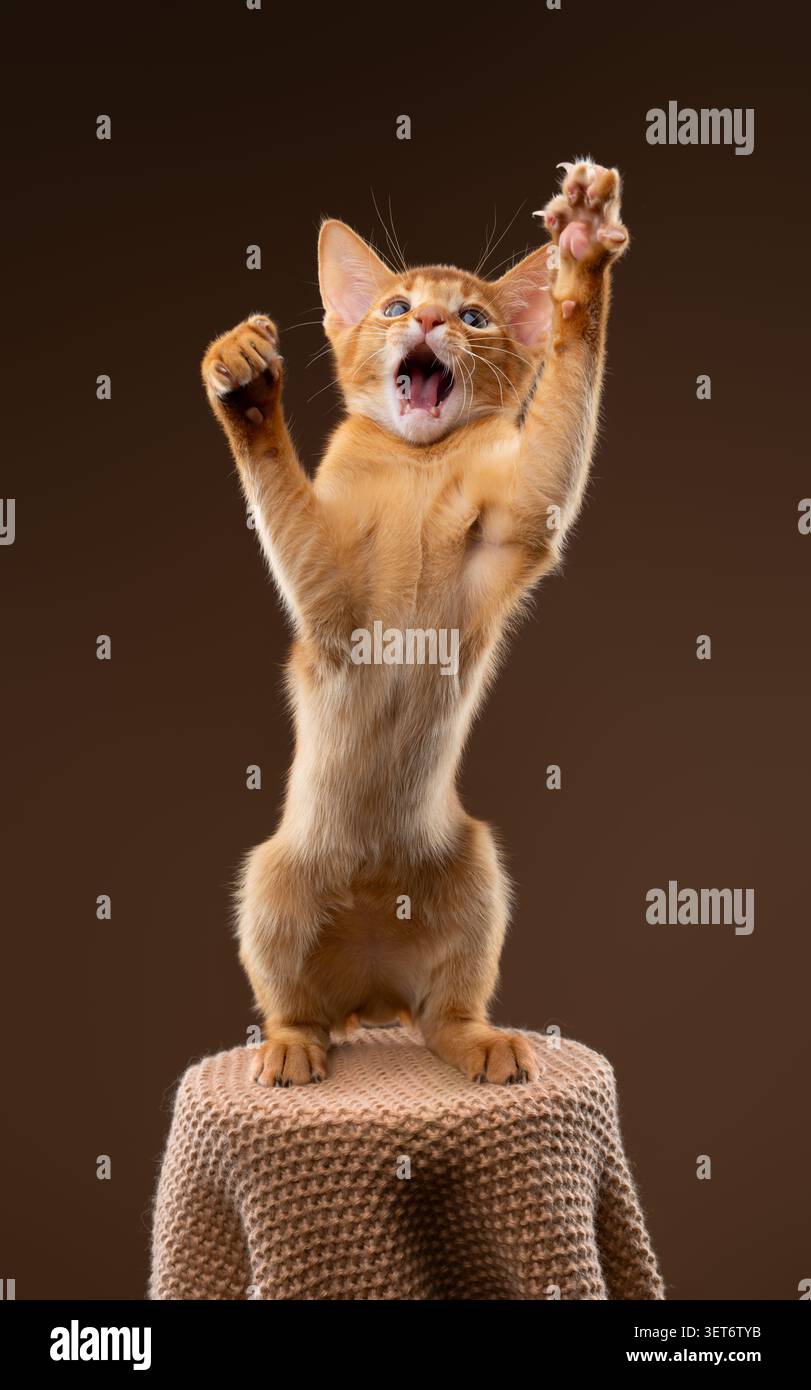 abyssinian kitten playing wildly with mouth open and raised paws, studio shot on brown background with copy space Stock Photo