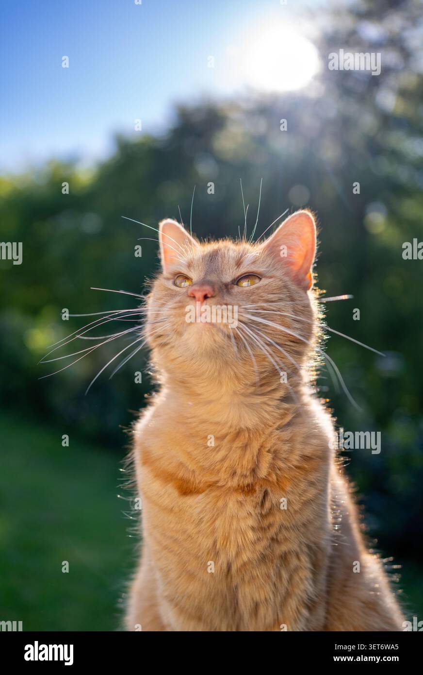 orange cat sitting outdoors in sunny garden looking up in the sky Stock Photo