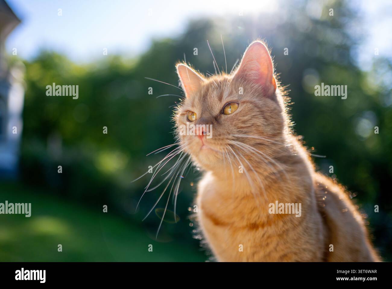 orange cat sitting outdoors in sunny garden looking around Stock Photo