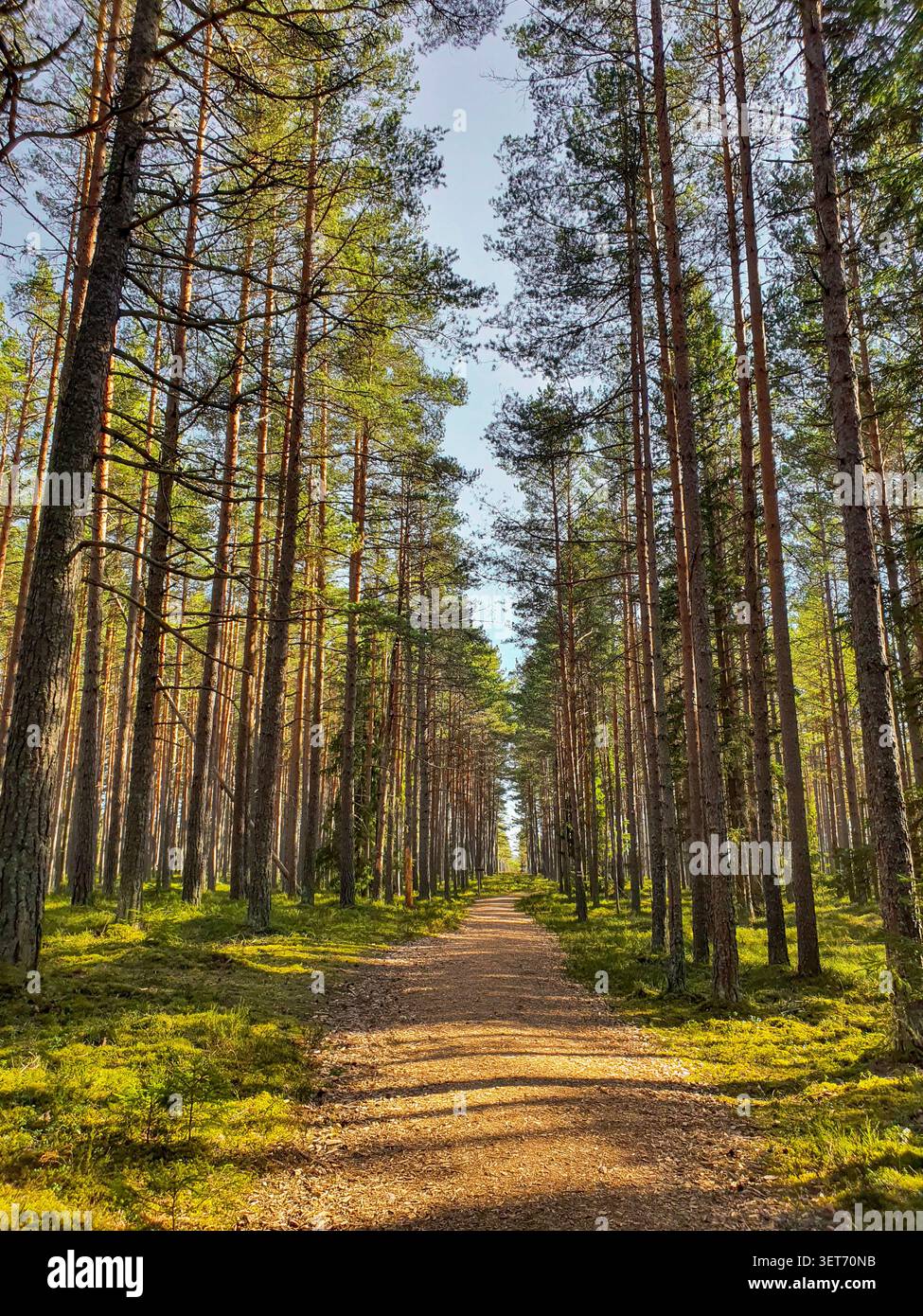 A straight dirt path leads through a tall pine forest in Estonia Stock Photo