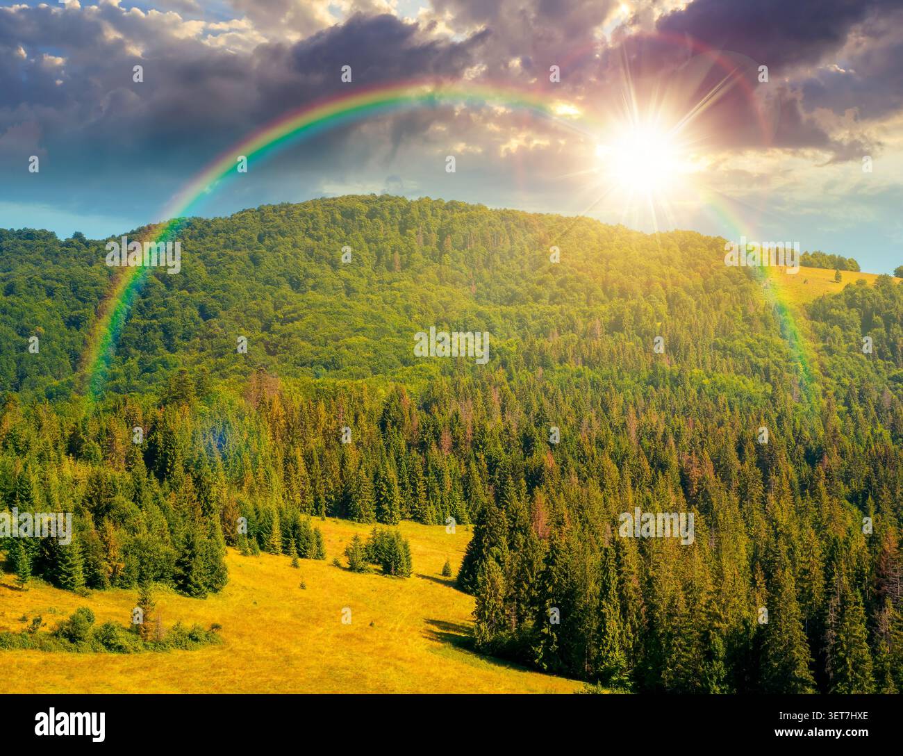 sunset over fir trees on a meadow down the will to coniferous forest in sunny mountains of Ukraine. nature background of carpathian mountain landscape Stock Photo