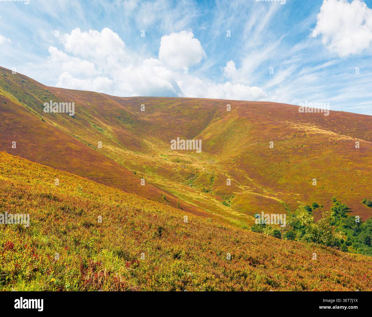 carpathian mountain landscape. travel ukraine in summer. colorful slopes of borzhava mountain ridge in august. wonderful carpathian adventure Stock Photo