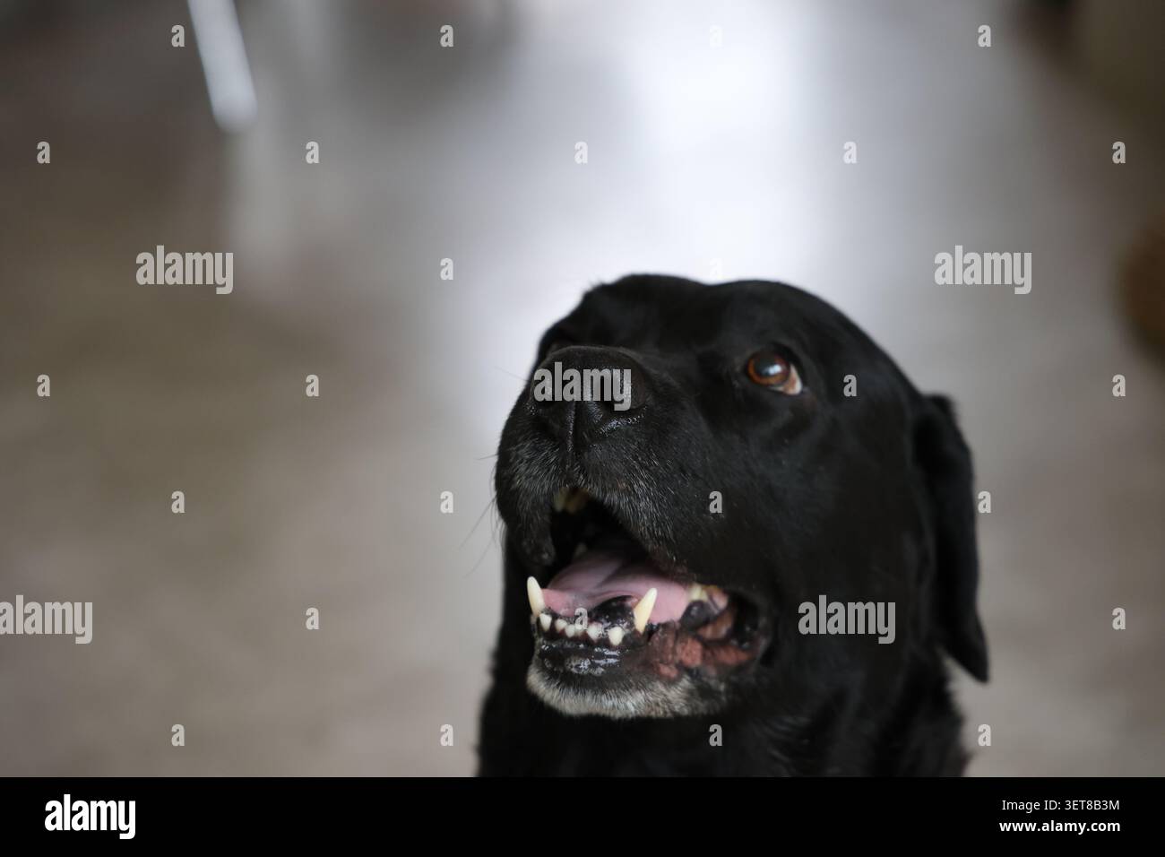 Dog indoors, looking alert and curious in a cozy home environment with natural light. Stock Photo