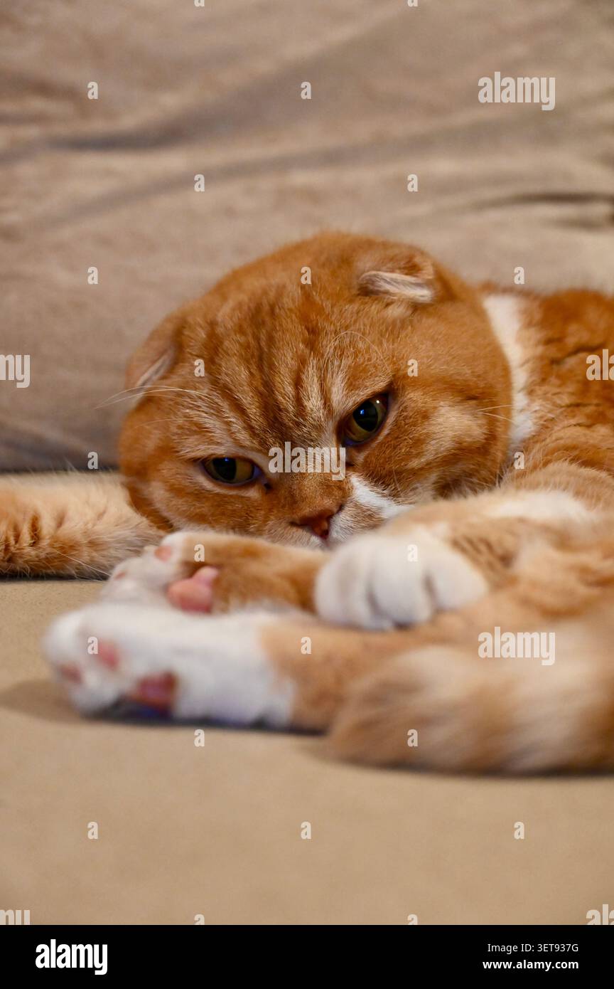 Vertical shot of the cute pussy cat Stock Photo - Alamy