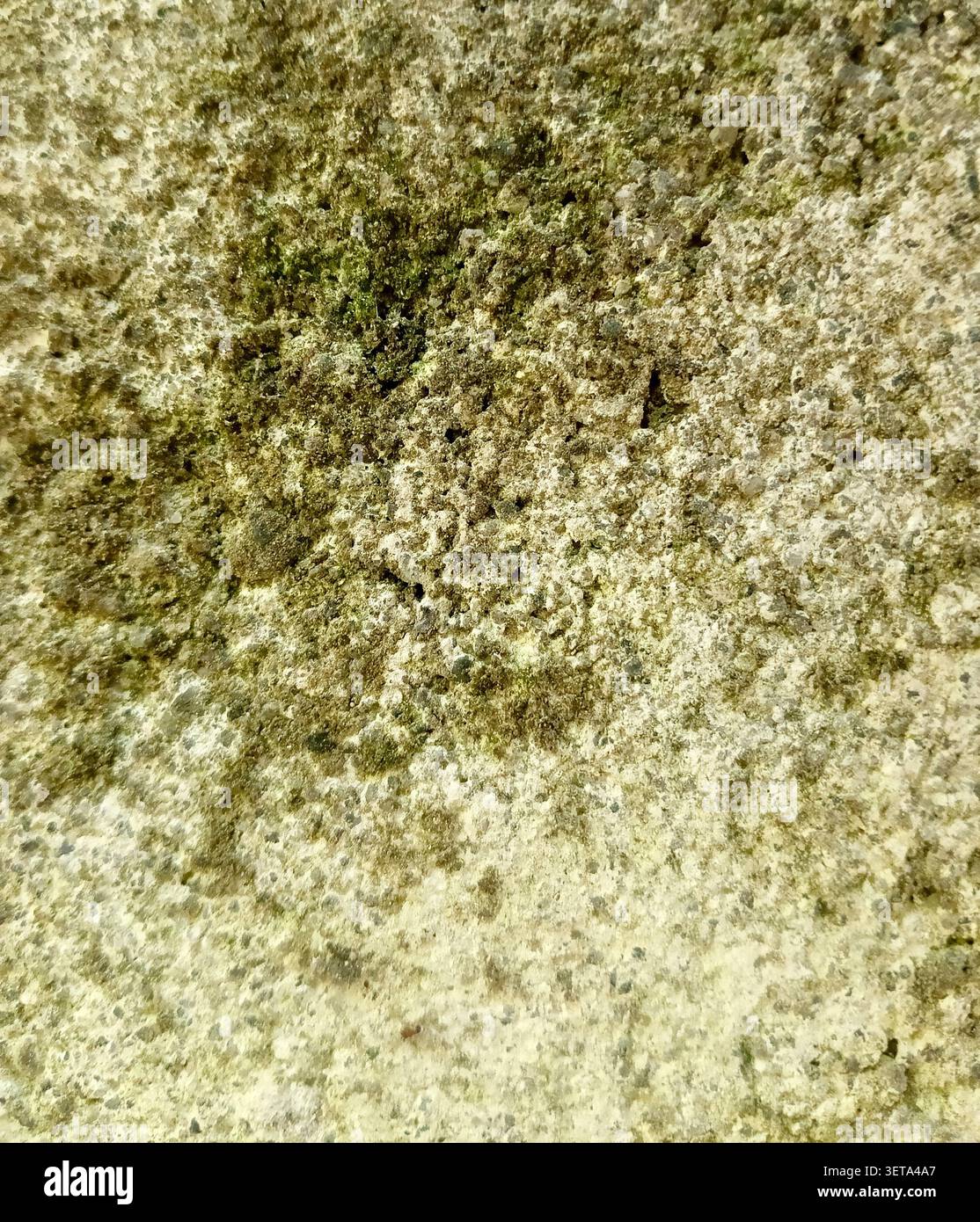 Natural Green Moss Texture on Weathered Concrete Surface Background Stock Photo