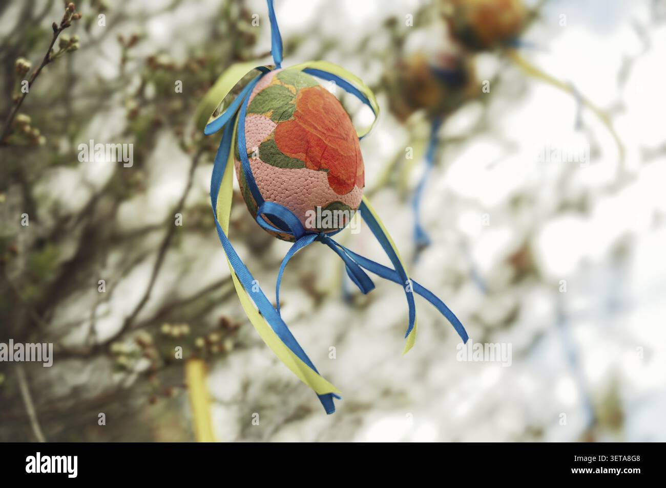 A collection of Easter eggs hanging from a willow tree in spring Stock Photo