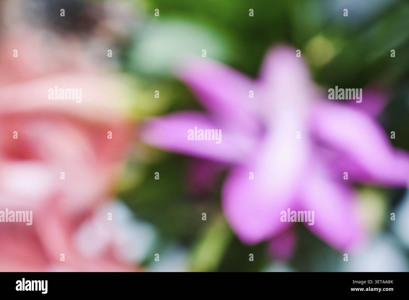 Blurry flowers create an abstract, colorful background with soft focus Stock Photo