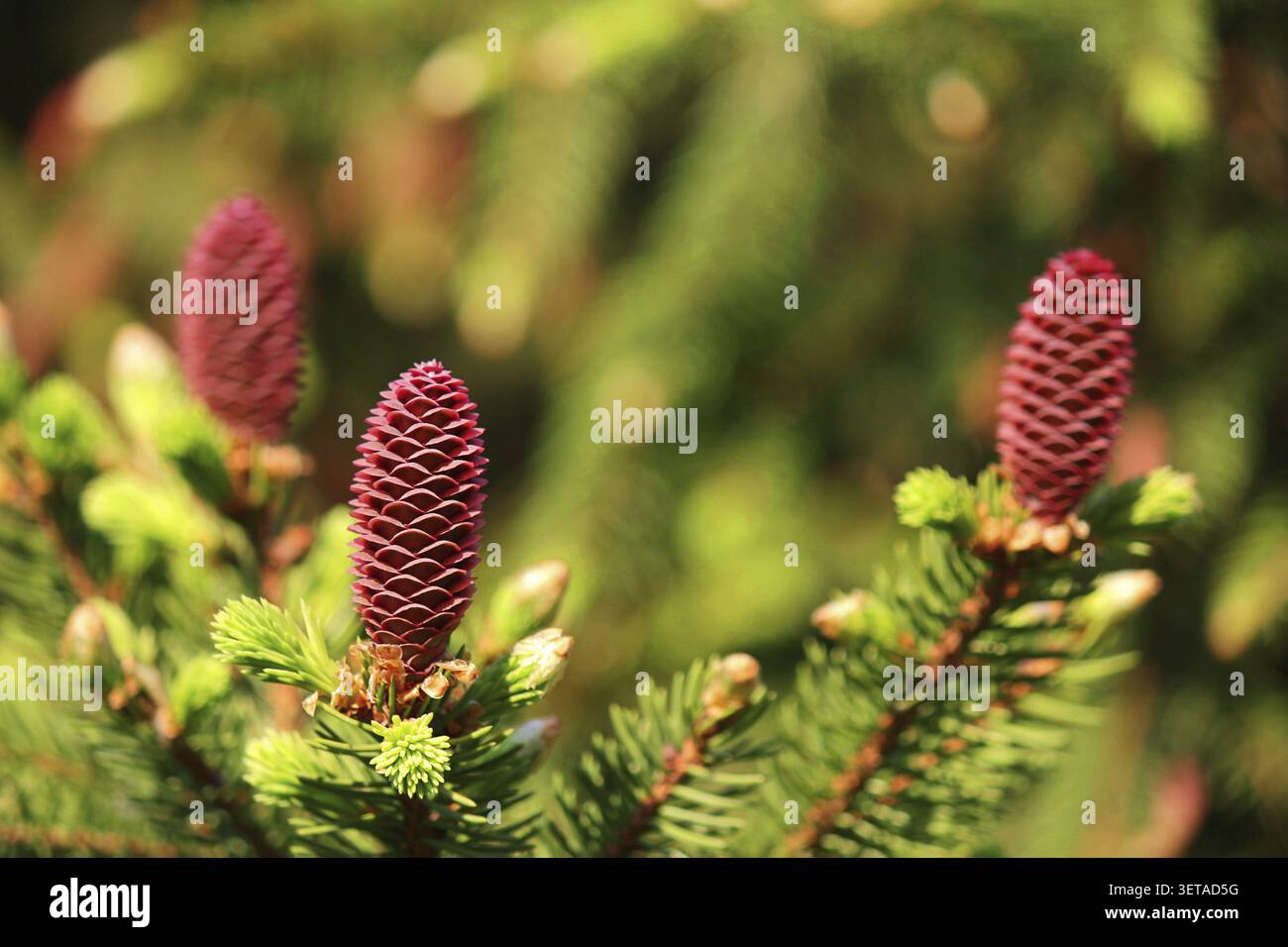 Young pine cones on branches, spring. Selective focus Stock Photo