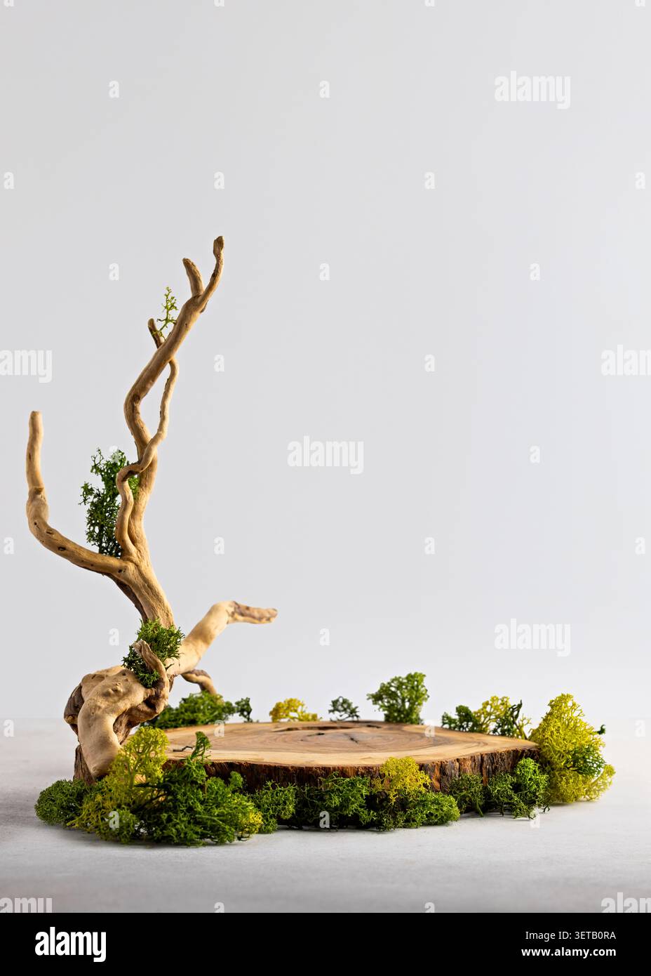 Rustic Wooden Display Stand with Moss and Driftwood on Simple Background Stock Photo