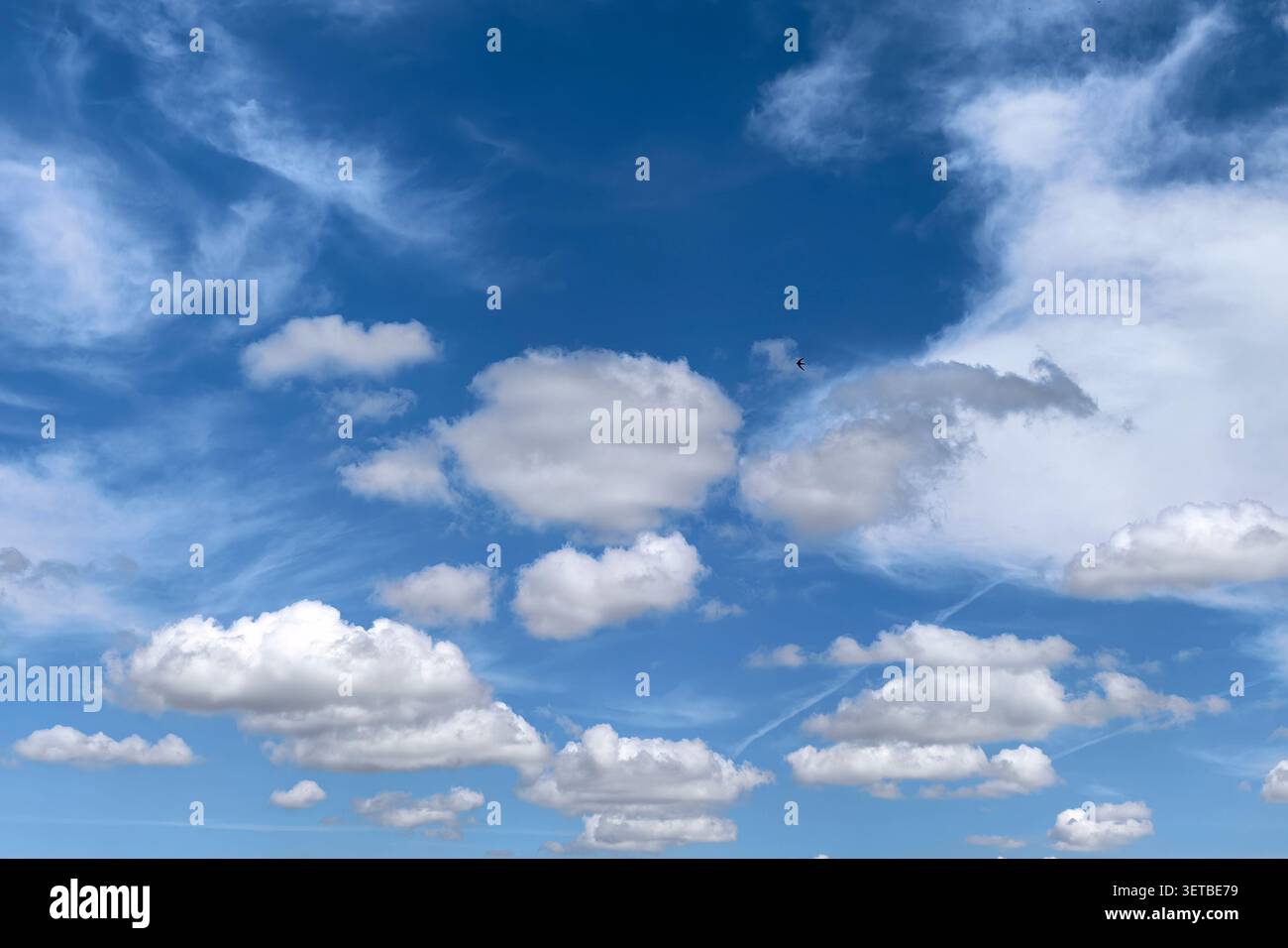 Single swallow flying through a bright blue sky filled with cumulus and cirrus clouds. Peaceful weather and wildlife scene. Stock Photo