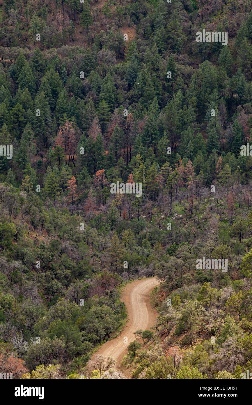 Winding dirt road through a mountain forest Stock Photo