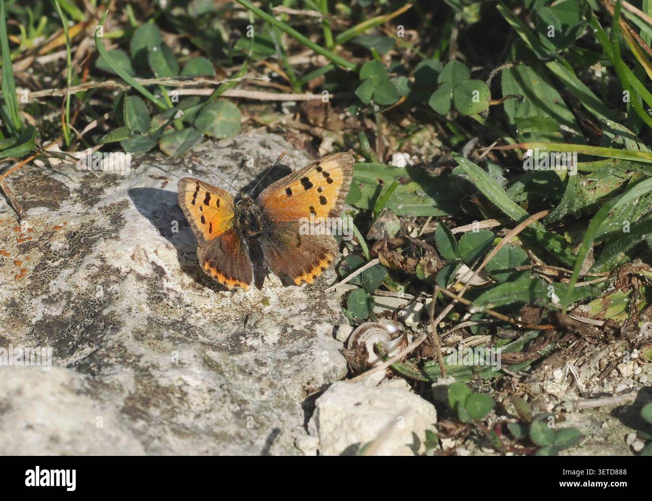 Small Copper butterfly Stock Photo