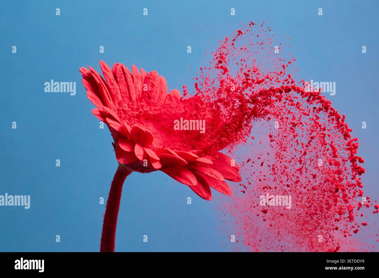 Gerbera flower dispersing red powder exploding against blue background Stock Photo