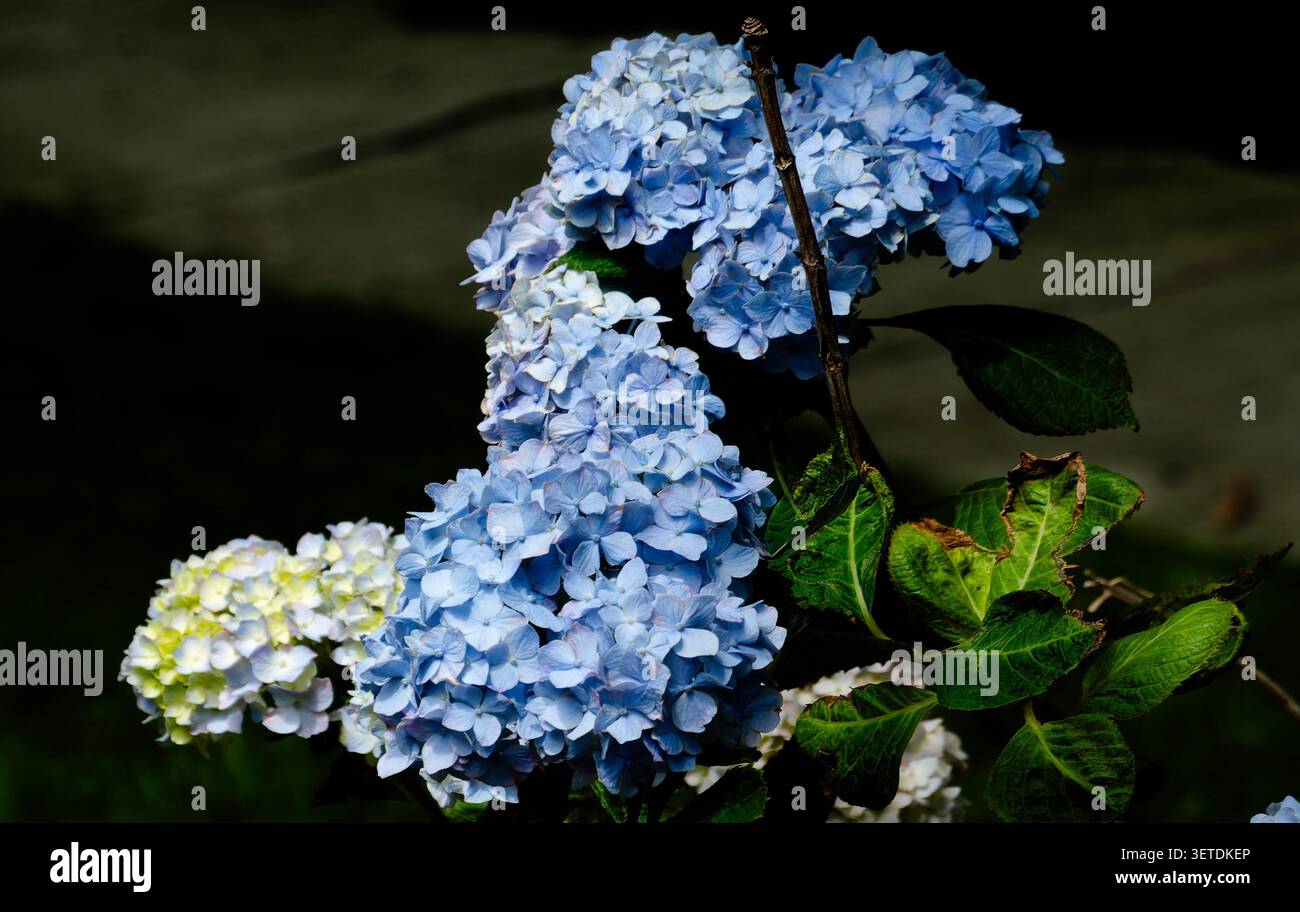 A Big Leaf Hydrangea in full bloom Stock Photo