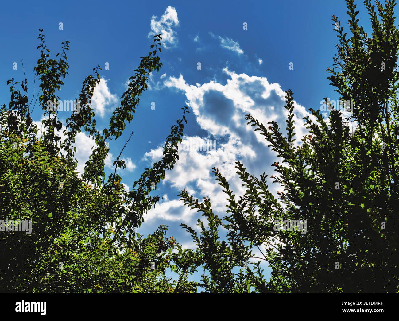 A vibrant blue sky between two tree tops Stock Photo