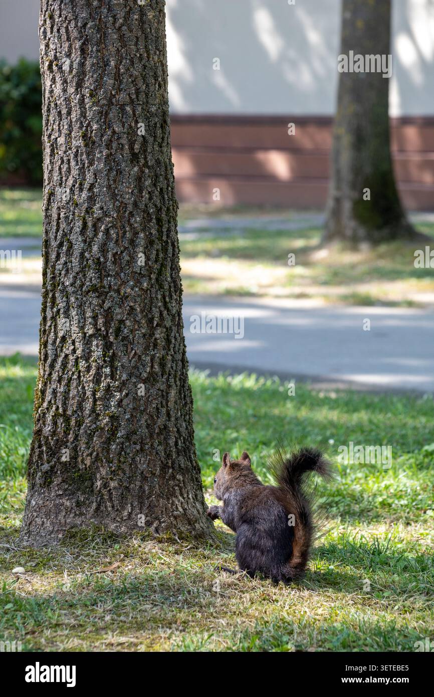 a squirrel is eating nuts, red squirrel in the park Stock Photo