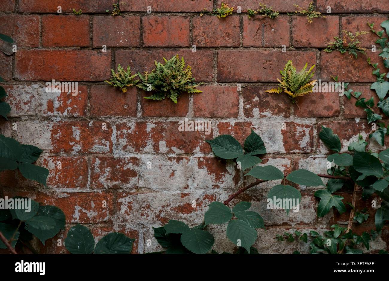 Worn overgrown red brick wall background Stock Photo