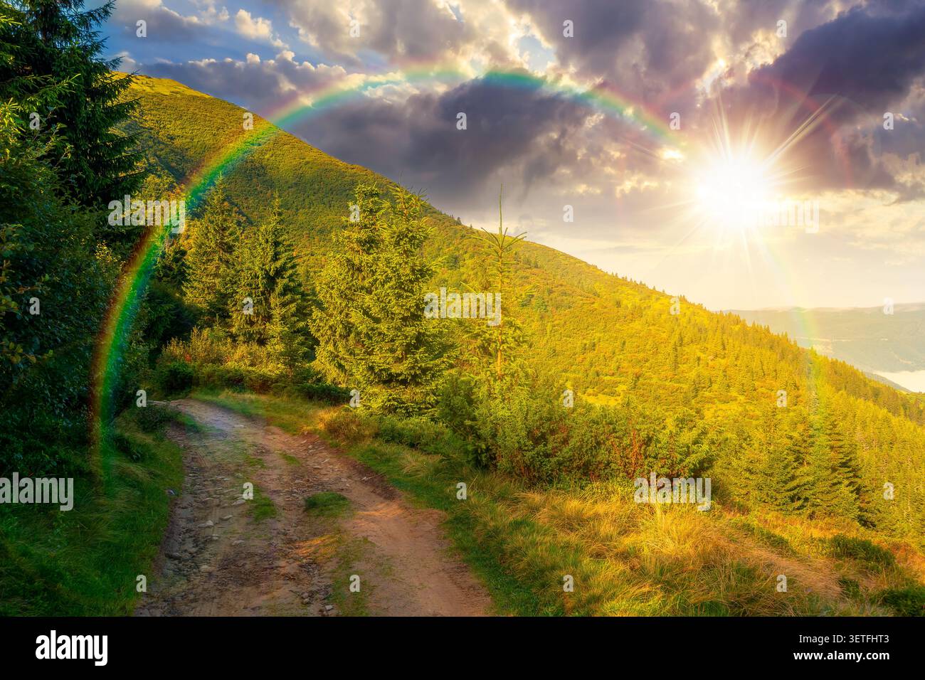 sunset over landscape with coniferous forest behind the meadow. sunny evening. nature background with carpathian mountains of ukraine. view of transca Stock Photo