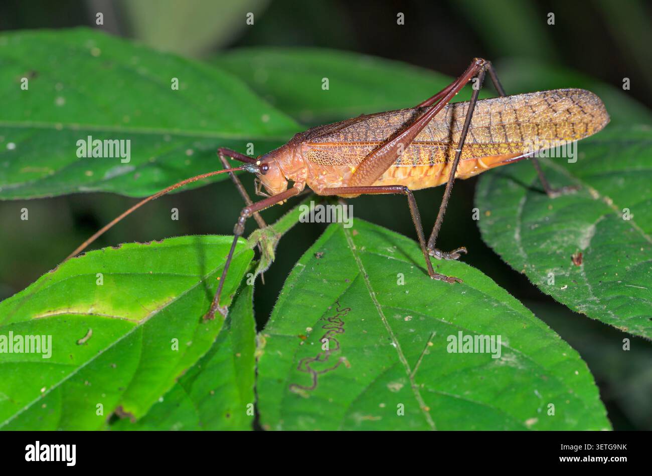 Katydid tettigoniidae hi-res stock photography and images - Alamy