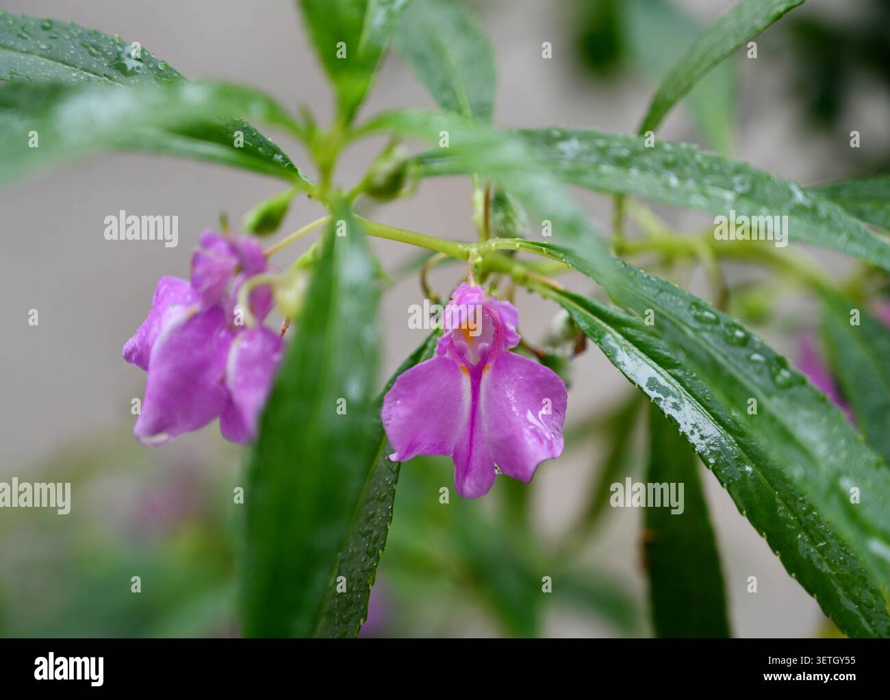 Colorful water lilies, orchids and canna flowers bloom in the rain at — free download