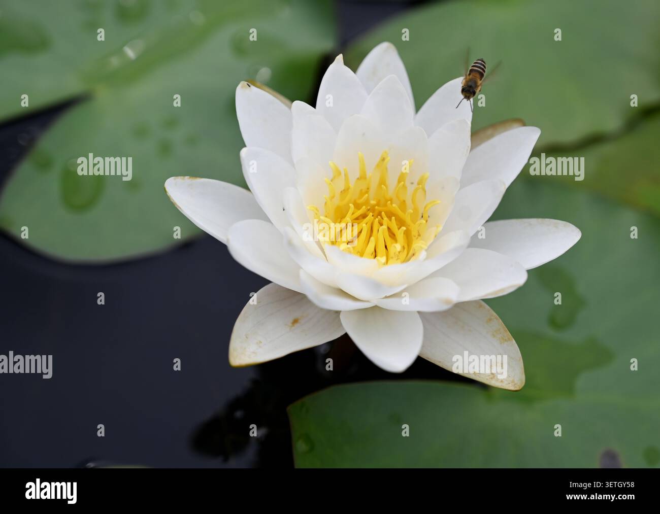 Colorful water lilies, orchids and canna flowers bloom in the rain at — free download
