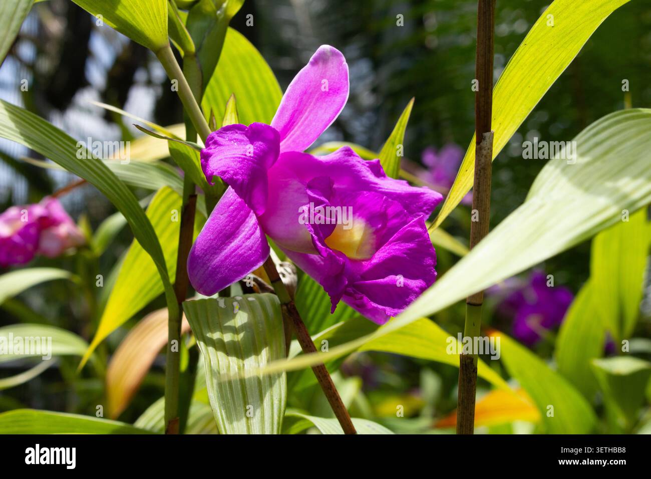 Sobralia macrantha hi-res stock photography and images - Alamy
