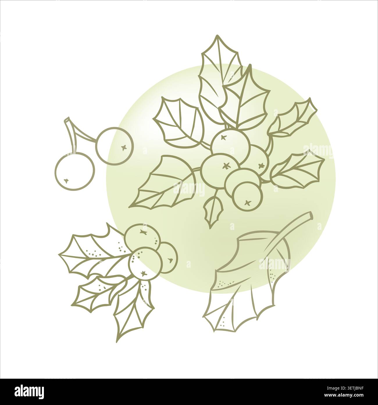 Christmas holly berries vector set with abstract gradient mesh watercolor splash line art illustration. Winter holiday design elements collection for Stock Vector