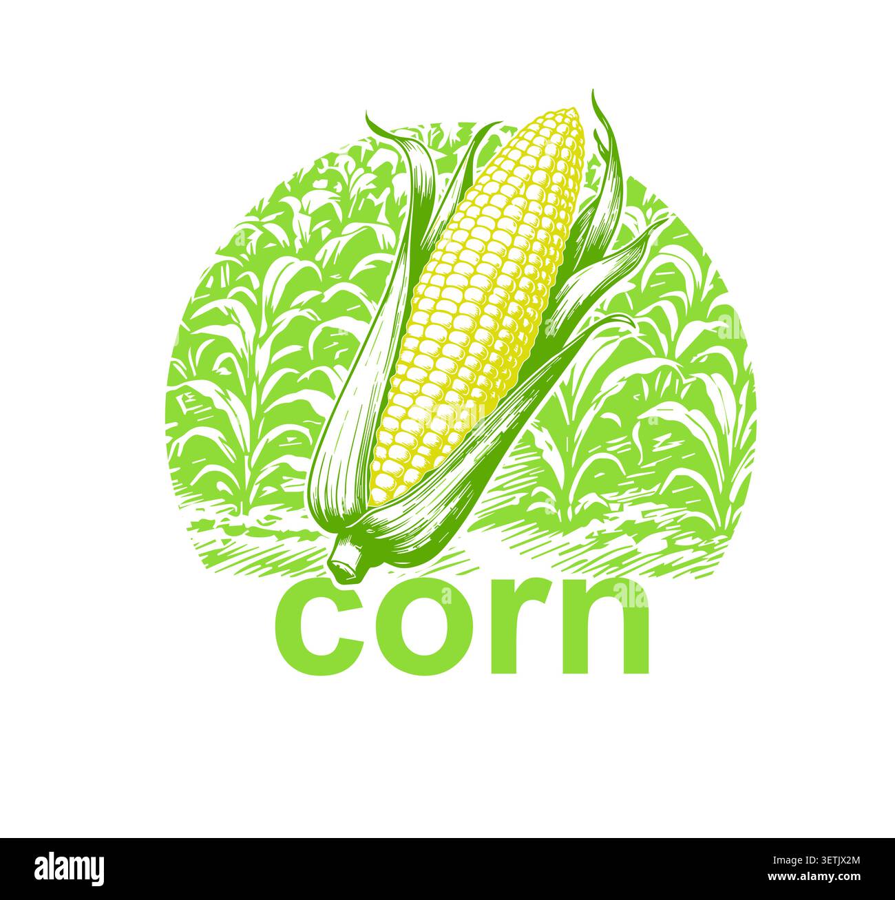 Corn and cornfield object. Label logo. Hand drawn. Not AI, vector illustration. Stock Vector