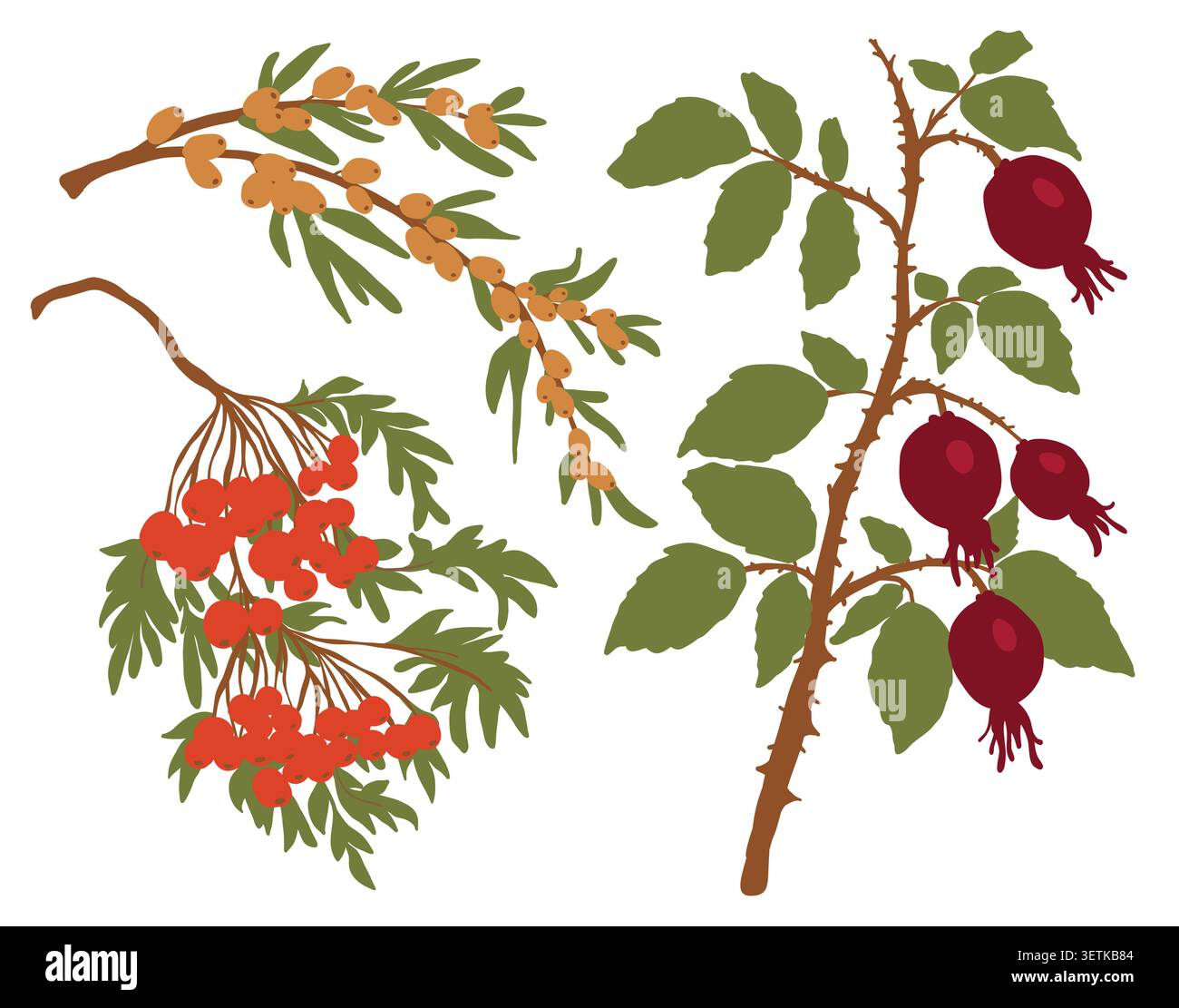 Autumn wild berries and branches vector flat collection Stock Vector