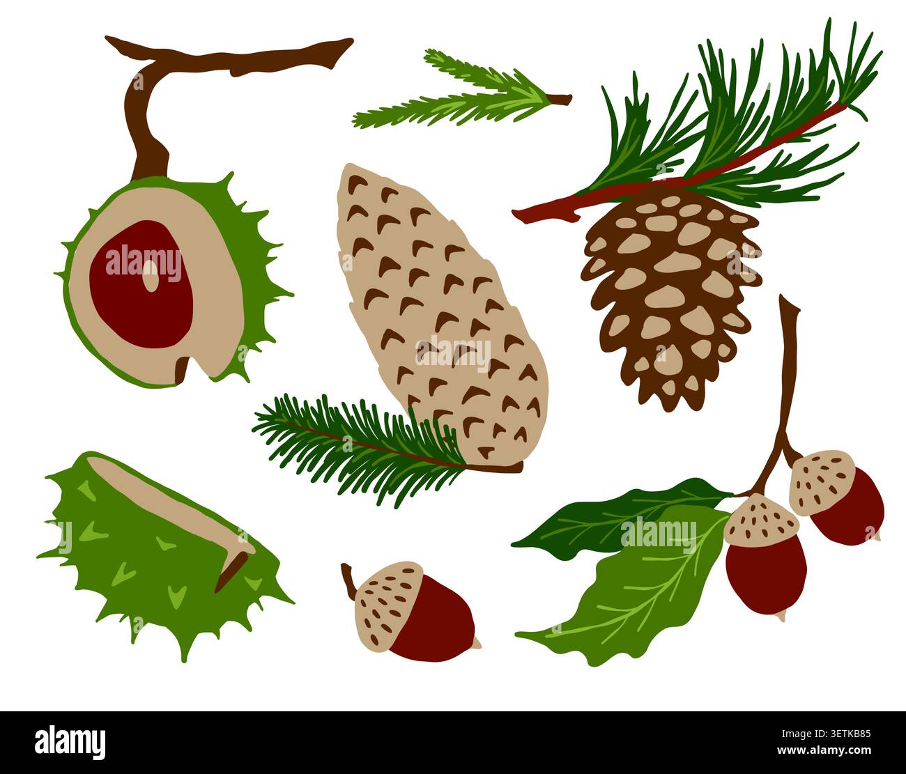 Autumn forest cones acorns and chestnuts vector set Stock Vector