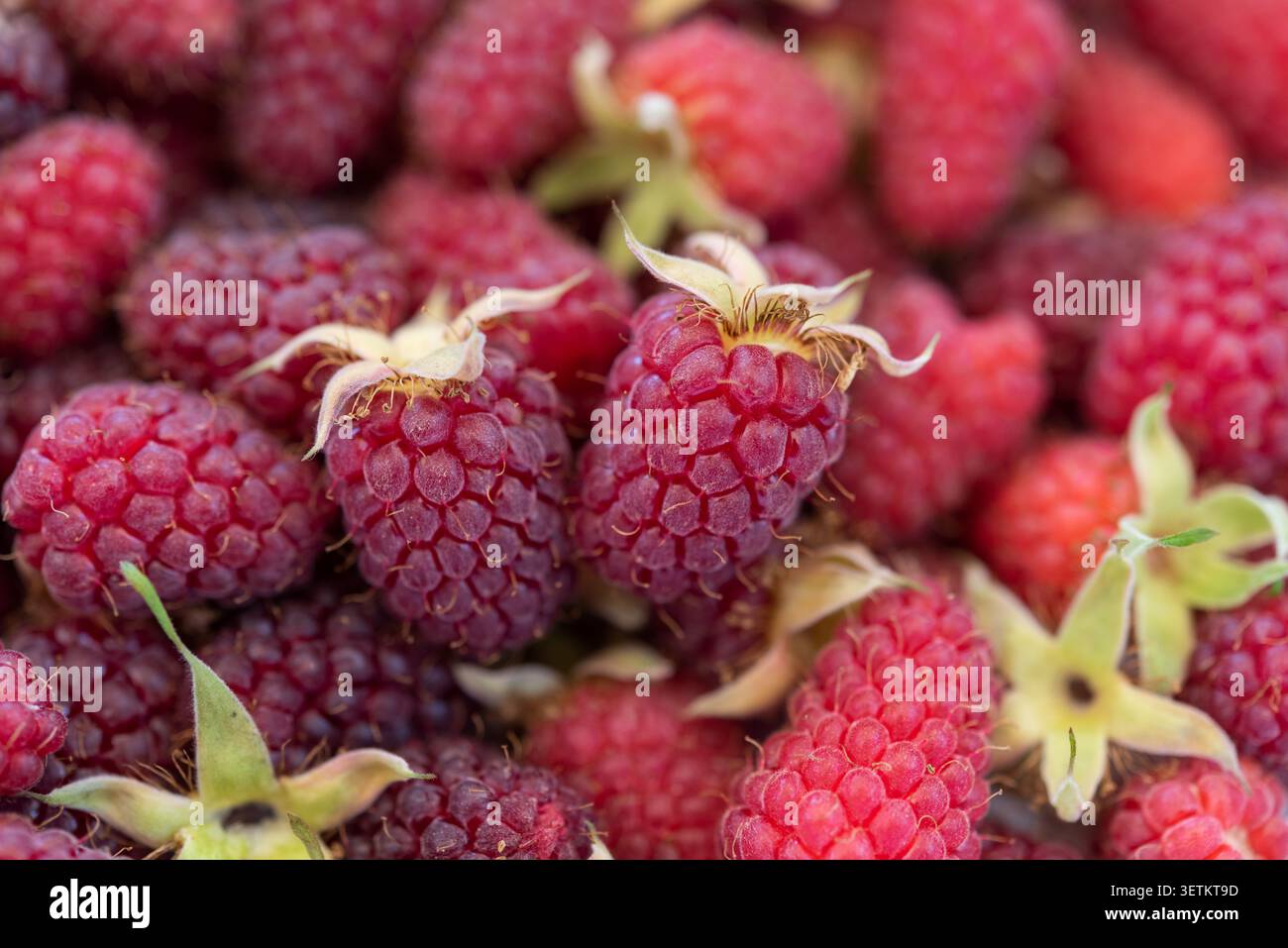 Fresh Raspberry Pics Raspberry macro photography showing hi-res stock photography and images ...