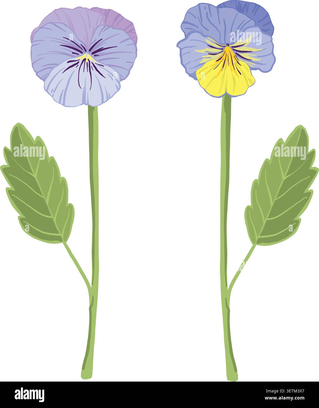 blue vector viola flowers, sprout, leaf, pansies, violets Stock Vector