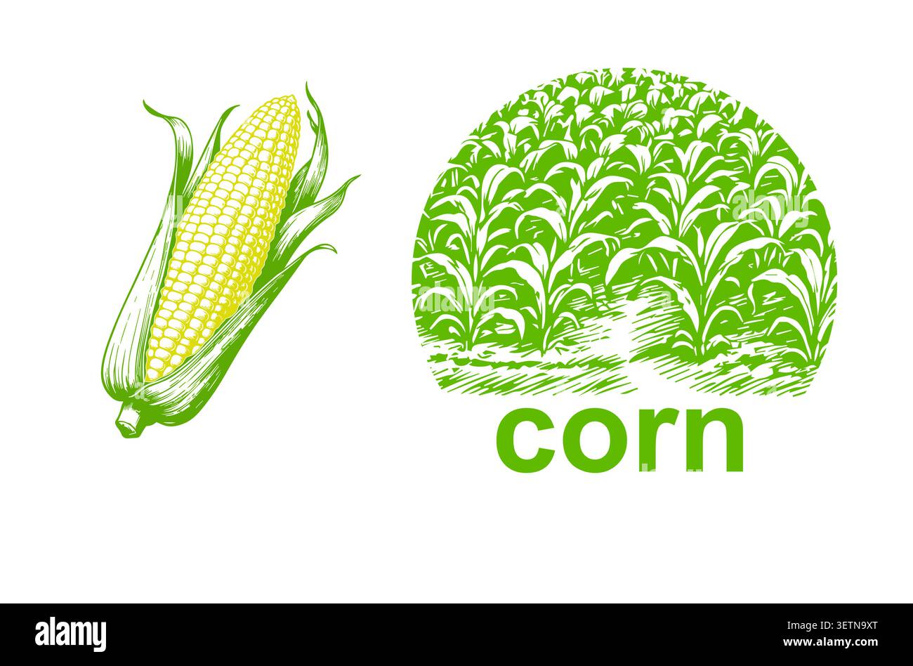 Corn and cornfield object. Label logo. Hand drawn. Not AI, vector illustration. Stock Vector