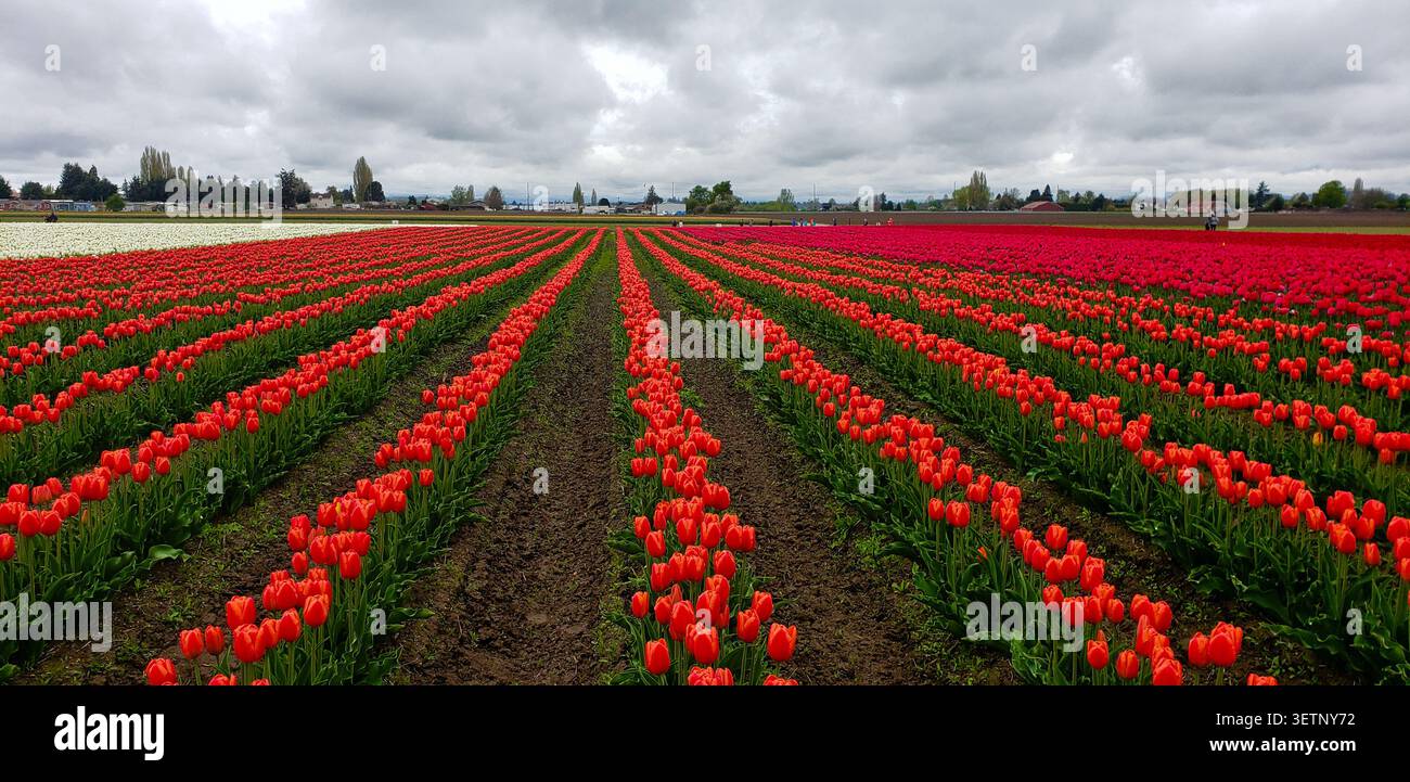 Vibrant Red Tulip Fields in Skagit Valley Under Dramatic Spring Clouds Stock Photo