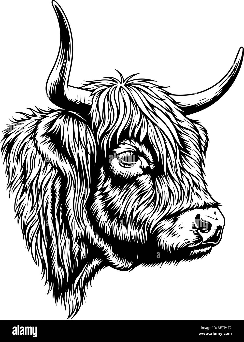 Highland cow with long horns facing forward Stock Vector