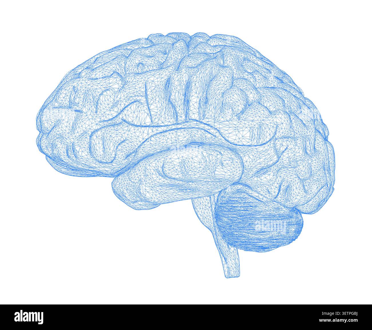 3d wireframe model of a human brain Stock Vector