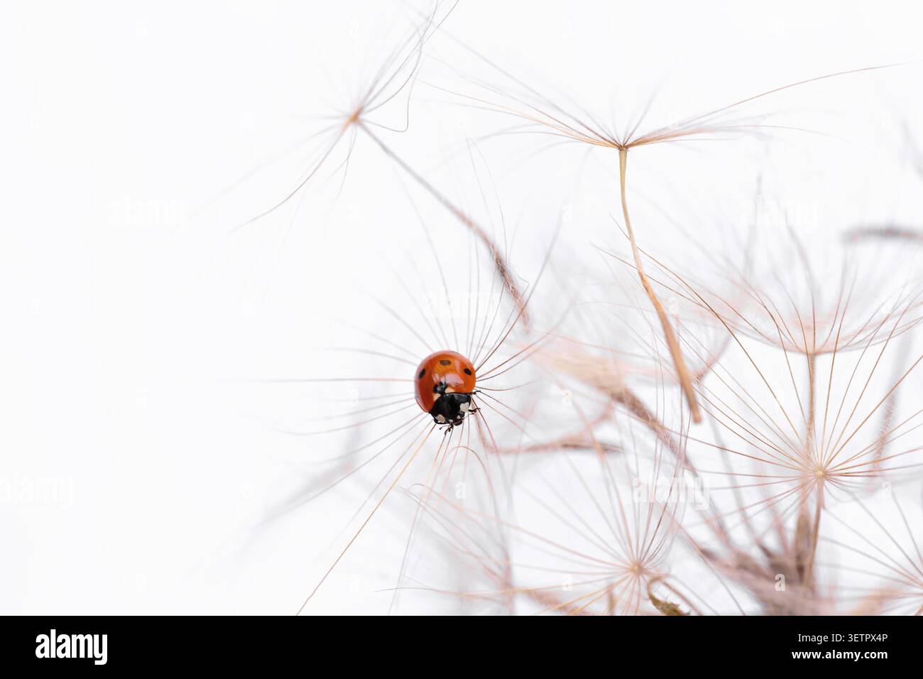 Ladybug on fluffy Dandelion on white background Stock Photo