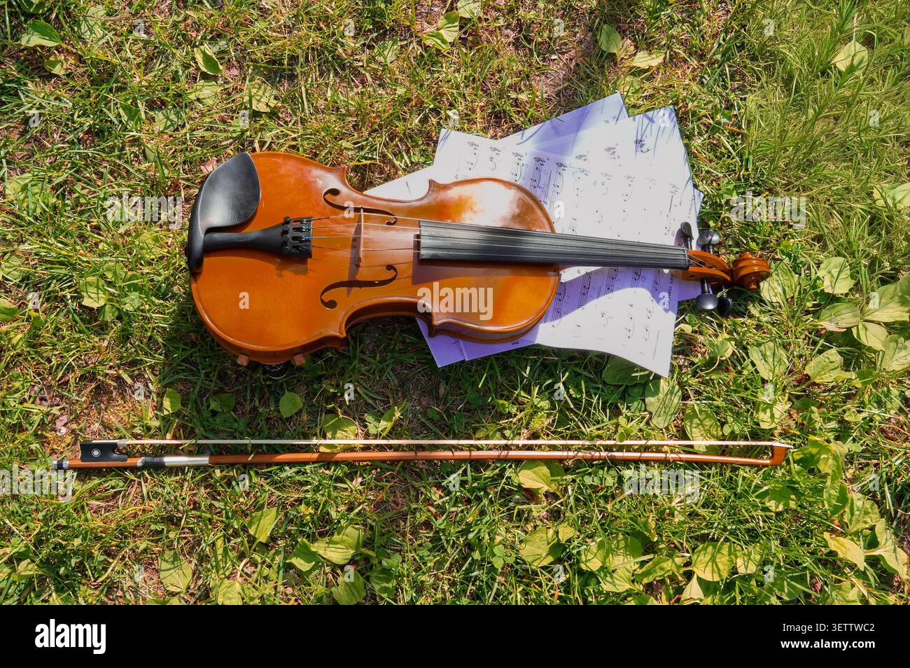 Violin and notes with bows lie on the grass in the park. Top view. Musical instruments. Stock Photo