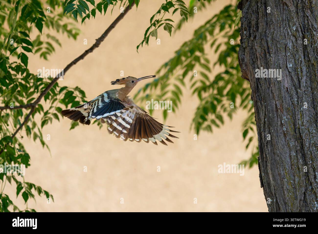 Eurasian Hoopoe bird is captured in flight, showing its distinctive crest and striped wings while moving through a natural outdoor environment with fo Stock Photo