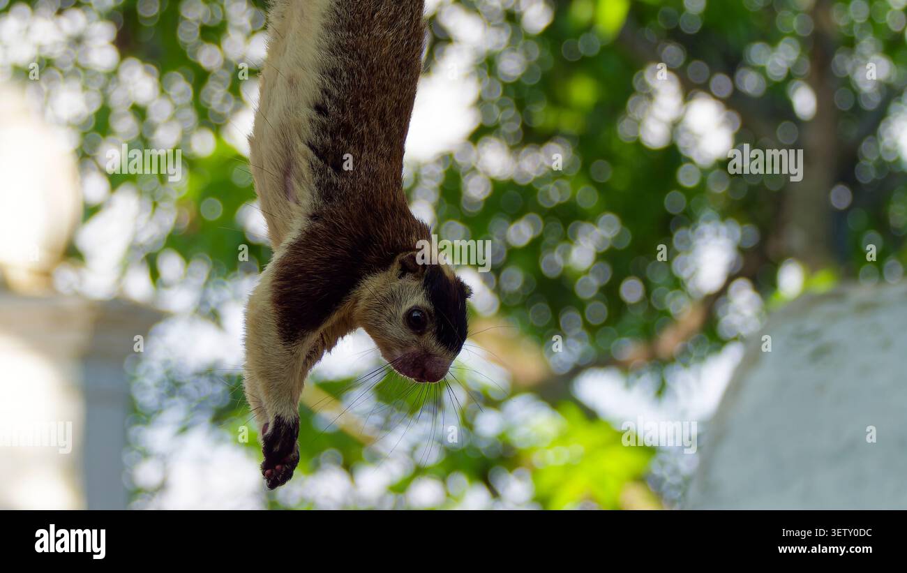 Grizzled giant squirrel hanging from a branch against a bokeh background, displaying wildlife behavior Stock Photo