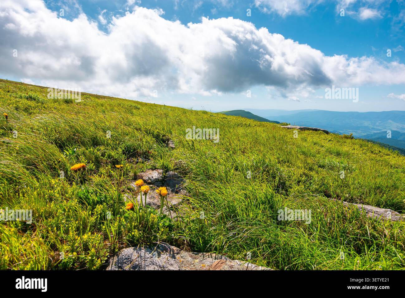 carpathian mountain landscape in summer. nice view of a grassy alpine meadow. rock and yellow herbs on the hill. sunny mountain weather with fluffy cl Stock Photo