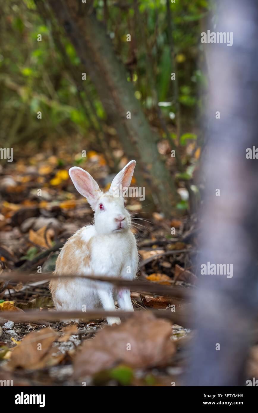 White and tan rabbit sits alert on leaf strewn forest floor Stock Photo