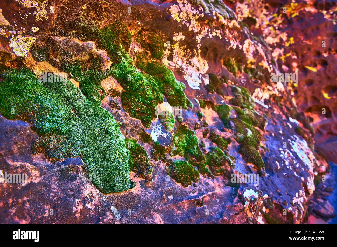 Moss Texture Vibrant Green Growth on Weathered Rock Surface Close Up Nature Detail Stock Photo