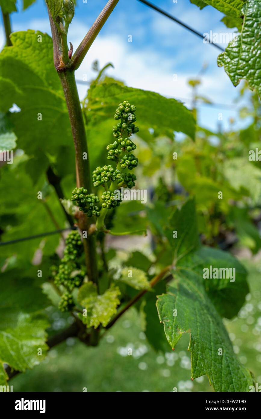 Young green grape clusters growing on a grapevine vine at a vineyard in Marlborough. Stock Photo